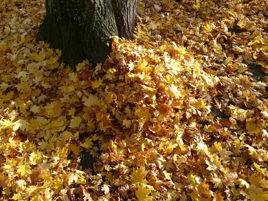 Image of a large pile of red and orange fall leaves piled high around the base of a tree. 