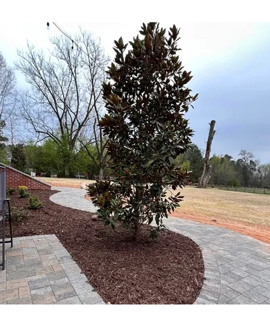 Image of a thin tree planted alongside a paved walkway . 